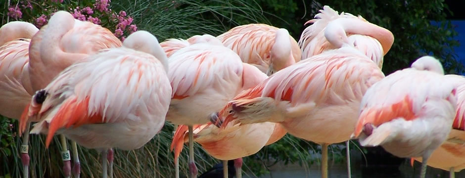 DDOS测试